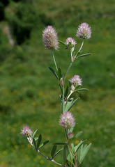 Trifolium arvense- Trèfle des champs