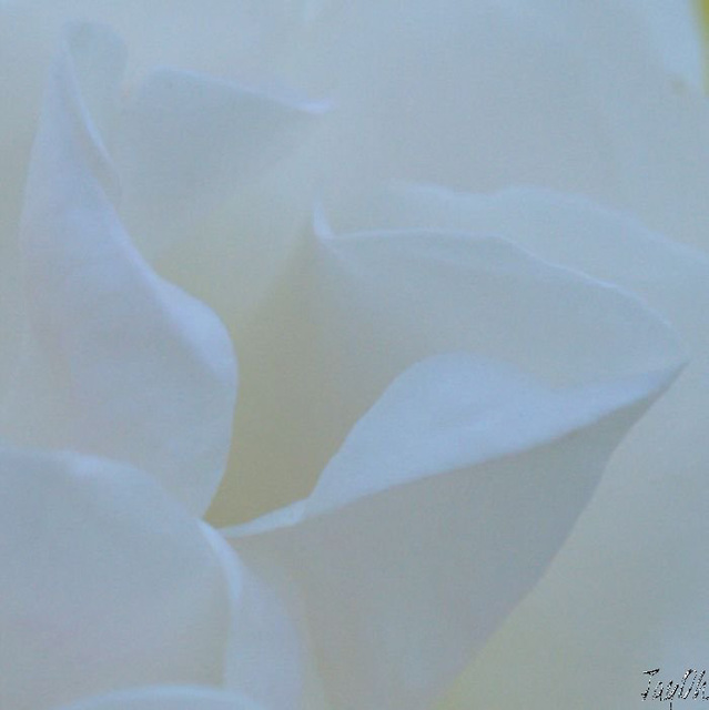 Softness in White