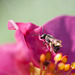 Tiny Bee on Strawberry Blossom