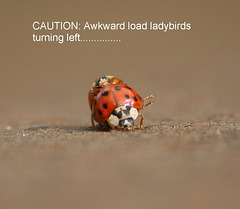 Ladybird lunacy