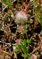 Trifolium arvense (4)
