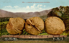 A Carload of Walnuts from California