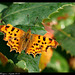 Papillon Robert le Diable - DSC05167