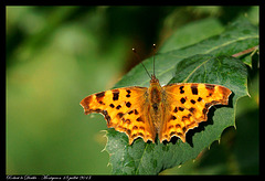 Papillon Robert le Diable - DSC05179