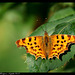 Papillon Robert le Diable - DSC05179