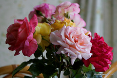 Garden Roses still blooming faster than I can cut them...