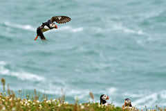 Puffin - Coming in to land