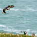 Puffin - Coming in to land