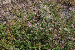 Trifolium arvense (5)