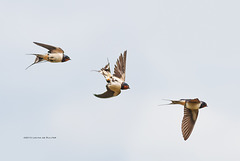 Barn Swallow / Boerenzwaluw / Hirondelle rustique (Hirundo rustica)