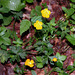 Ranunculus tuberosus- Renoncule tubéreuse