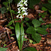 Platanthera bifolia (2)