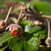 Tiny Dainty Strawberry