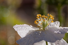 White Poppy with Droplets