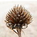 Maximillan Sunflower seedhead