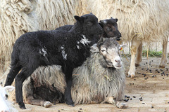 Schwarze Schafe (Wilhelma)