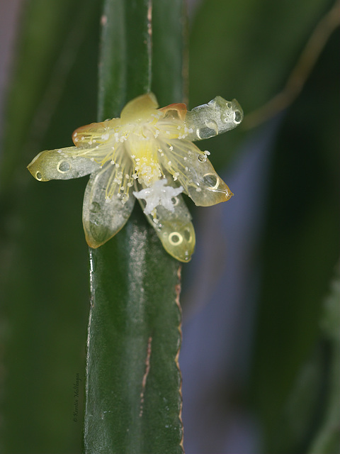 Blüte des Binsenkaktus (Wilhelma)