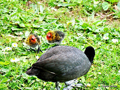 Eurasian Coot and Two Chicks .