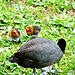 Eurasian Coot and Two Chicks .