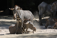 Zebra-Action III (Wilhelma)