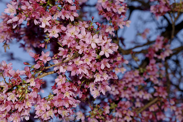 BESANCON: Des fleurs de prunus.