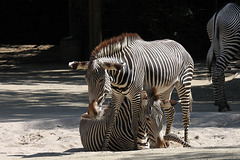 Zebra-Action I (Wilhelma)