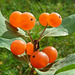 Tartarian Honeysuckle