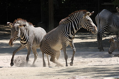 Zebra-Action VIII (Wilhelma)