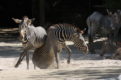 Zebra-Action VII (Wilhelma)