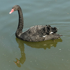 Black Swan (1) - 5 July 2013