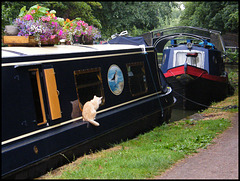 canal boat cat