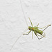 Kleiner grüner Besucher - Gemeine Eichenschrecke