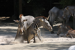 Zebra-Action V (Wilhelma)
