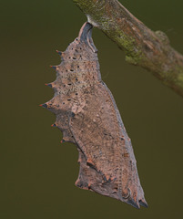 Camberwell Beauty (Nymphalis antiopa) butterfly pupa