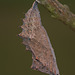 Camberwell Beauty (Nymphalis antiopa) butterfly pupa