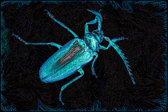Artistic Challenge: Psychedelic Beetle