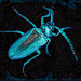 Artistic Challenge: Psychedelic Beetle