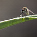 Gnat or Mosquito with a Droplet on its Proboscis