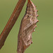 Small Tortoiseshell butterfly pupa
