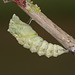 European Swallowtail (Papilio machaon gorganus) larva pupating (18)