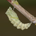 European Swallowtail (Papilio machaon gorganus) larva pupating (17)