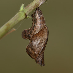 Southern White Admiral (Limenitis reducta) butterfly pupa