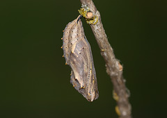 Painted Lady (Cynthia cardui) butterfly pupa
