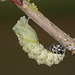 European Swallowtail (Papilio machaon gorganus) larva pupating (16)