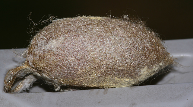 Antheraea frithi cocoon