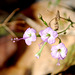 20090102-0064 Boerhavia chinensis (L.) Rottb.