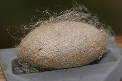 Chinese Oak Silkmoth (Antheraea pernyi) cocoon