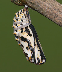Marsh Fritillary (Euphydryas aurinia) butterfly pupa