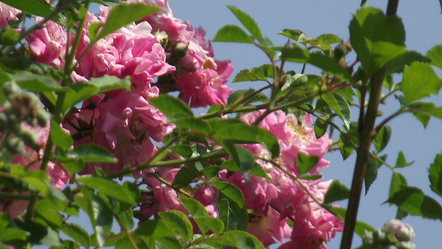 Wild roses Wild roses