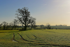 Fields near Brewood, Staffordshire